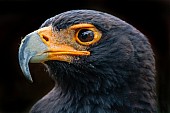 Verreaux's Eagle, Close-Up