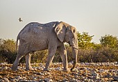 Elephant Leaving Waterhole