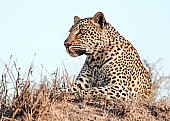 Leopard Close-up