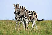 Playful Zebra Pair