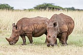 White Rhino Pair Grazing