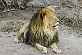 Male Lion, Barbary Look-Alike