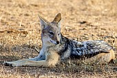 Black-backed Jackal