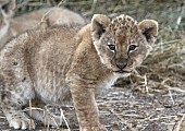 Lion Cub