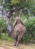 African Elephant Reaching Up with Trunk