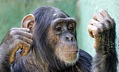 Captive Chimpanzee