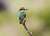 European Bee-eater