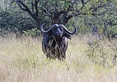 Buffalo Bull