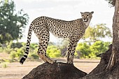 Cheetah on Tree Stump