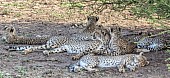 Cheetah Family of Six