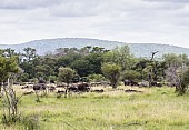 African Buffalo