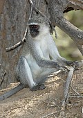 Vervet Monkey