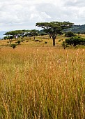 Acacia Tree