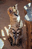 Serval Kitten on Haunches