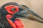 Art Reference image of Southern Ground Hornbill