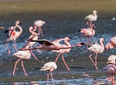 Lesser Flamingo in Flight