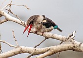 Brown-hooded Kingfisher Reference Photo