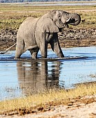 Elephant Drinking in Stream