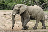 Elephant Walking, Profile View