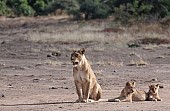 Lioness and Cubs Reference Picture