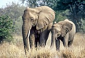 Elephant Mother with Juvenile