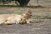 Lion Cub with Sleeping Lioness