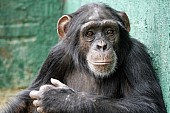 Captive Chimpanzee