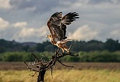 Tawny Eagle Taking Off