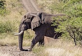 African Elephant Bull