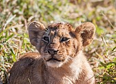 Young Lion Cub, Close-up of Head and Torso