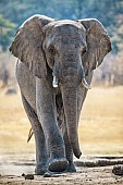 Elephant Walking with Purpose