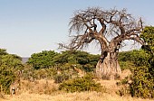 Baobab Tree with Giraffes