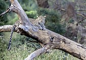 Leopard on Tree Stump