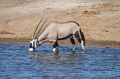 Gemsbok Drinking from Watehole