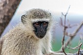 Vervet monkey wildlife reference photo