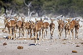 Impala Heading for Water