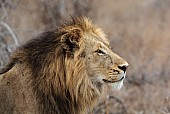 Male Lion Alert for Prey