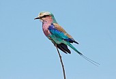 Lilac-breasted Roller on Twig