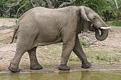 Elephant Walking and Drinking