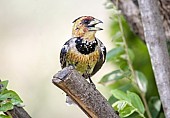 Crested Barbet