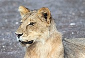 Young Male Lion Close-Up