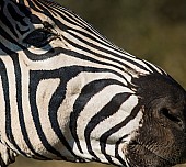 Zebra Close-up