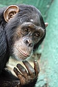 Captive Chimpanzee