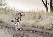 Male Cheetah at Dusk