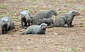 Banded Mongoose Family