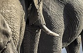 Elephant Trio, Detail View