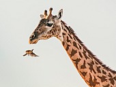 Ruaha Giraffe, Close-Up