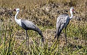 Pair of Wattled Cranesr