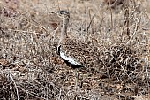 Red-Crested Korhaan for Art Reference