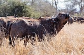 Buffalo Cow with Head Raised